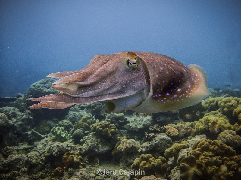 Apo Reef, Octopus